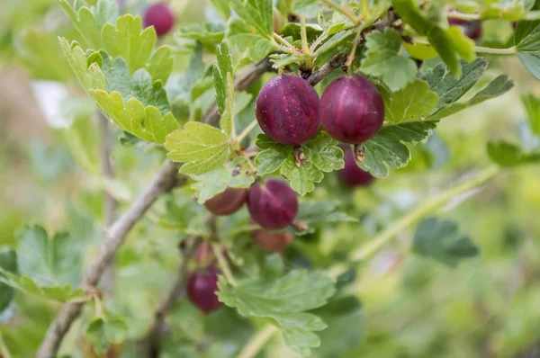 Gooseberry — Stock Photo, Image