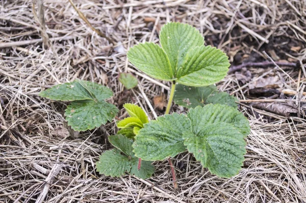 Strawberry gröna — Stockfoto