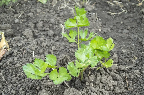 Parsley — Stock Photo, Image