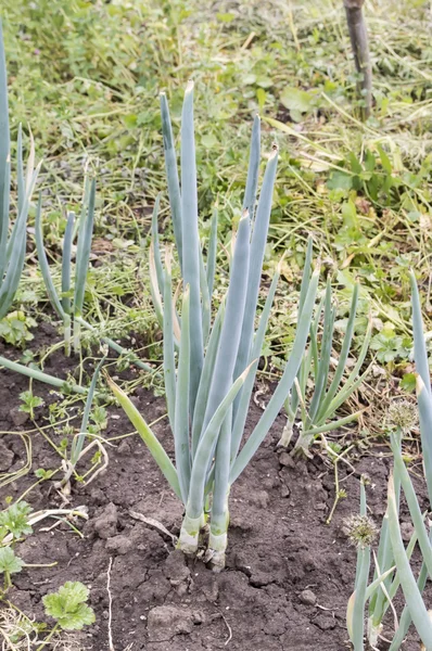 Green onion — Stock Photo, Image