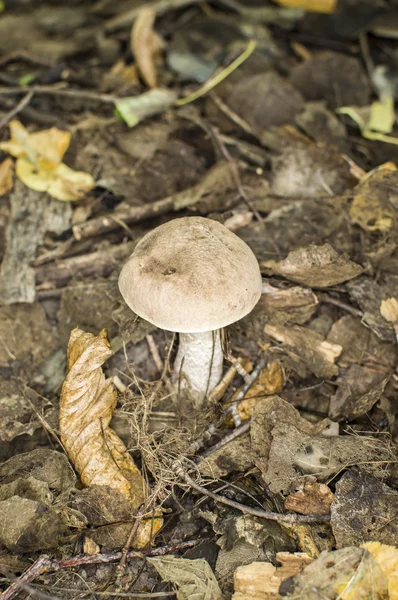 Funghi nel legno grezzo — Foto Stock