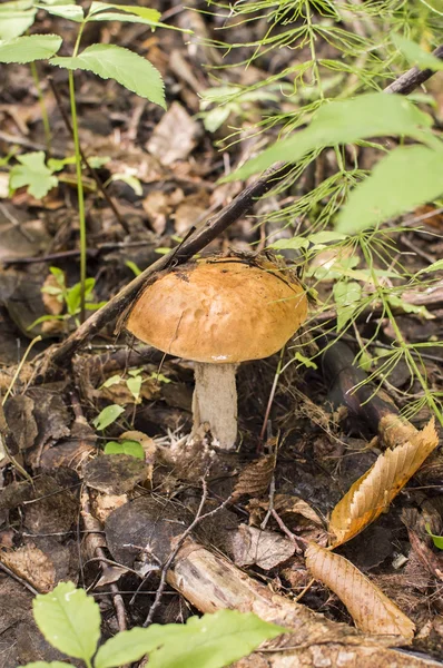 Champiñones en la madera cruda —  Fotos de Stock