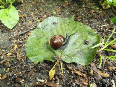 Yapraktaki salyangoz