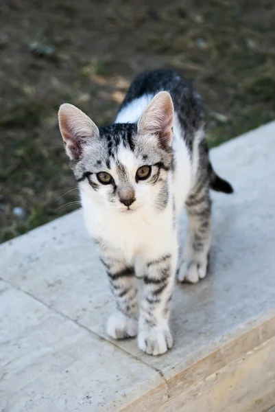 Belki götürür? — Stok fotoğraf