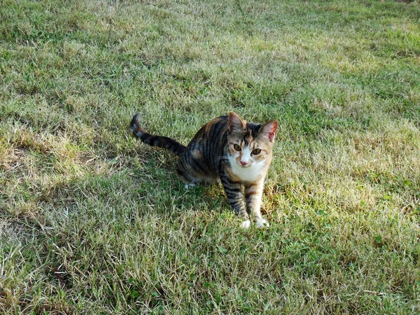 Genç kedi — Stok fotoğraf