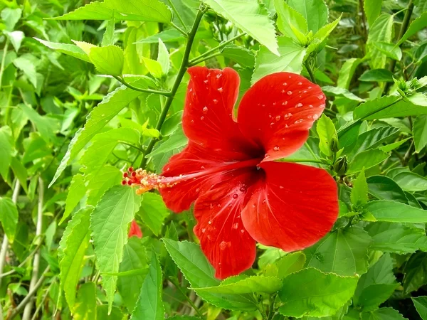 Flowers — Stock Photo, Image