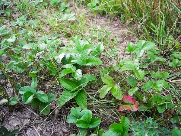 Skogen jordgubb — Stockfoto