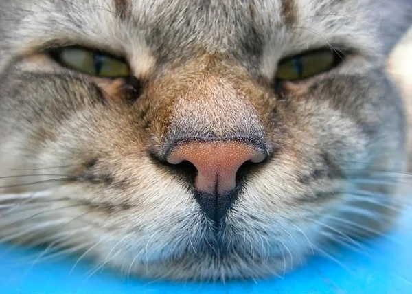 Il gatto addormentato — Foto Stock