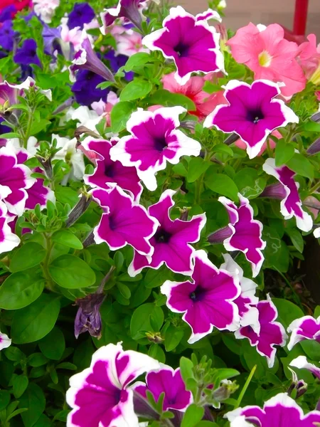 Petunia — Foto Stock