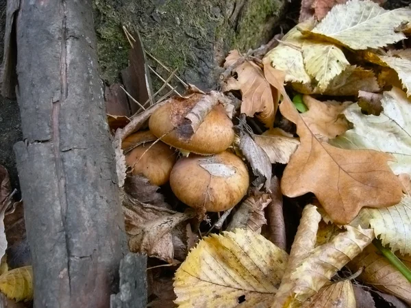 Familie de ciuperci — Fotografie, imagine de stoc