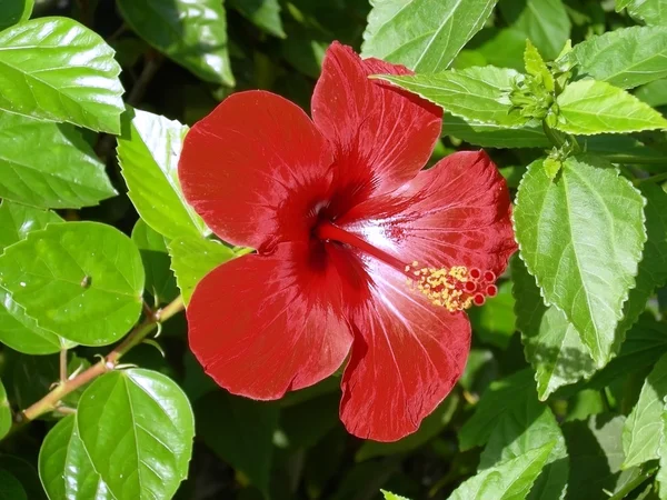 Flowers — Stock Photo, Image