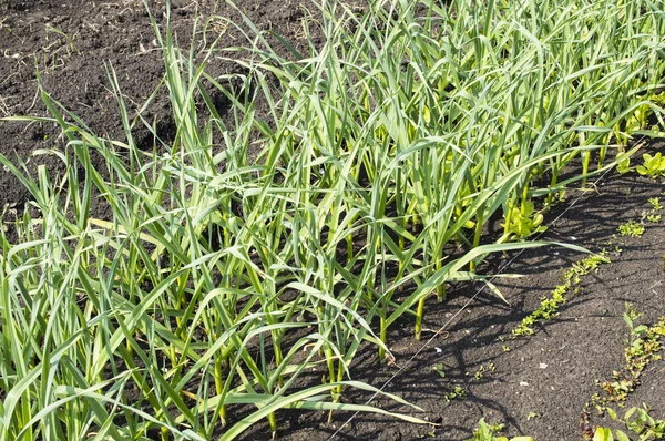 Ajo verde — Foto de Stock