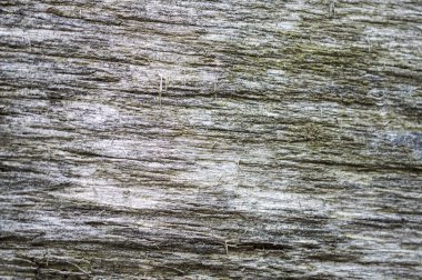 Doğal yaşlı ağaç