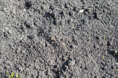 Siyah verimli topraklar