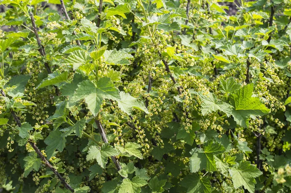 Den blommande svarta vinbär — Stockfoto