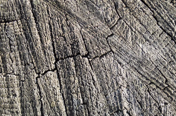 자연 오래 된 나무 — 스톡 사진