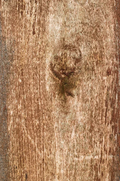 The  tree covered with a layer of old paint — Stock Photo, Image