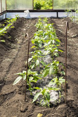 Toeplitz. Korumalı toprak