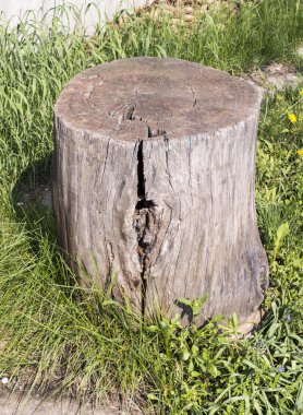 Bir çim taslakları