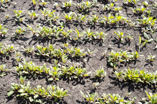 Brotes de remolacha joven — Foto de Stock