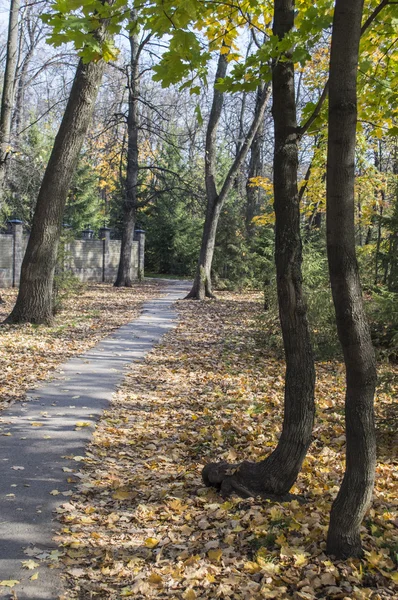 Autumn wood, foot footpath and stone fence — Stock Photo, Image