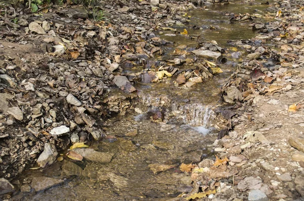 Forest stream and the fallen-down autumn leaves — Stock Photo, Image