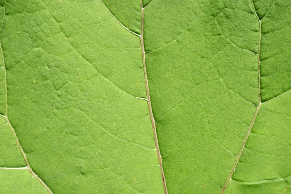 Textura de folha verde — Fotografia de Stock