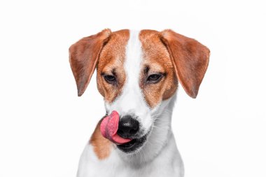 Mutlu köpek izole kriko Rusya korkunç