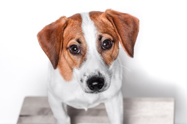 Mutlu köpek izole kriko Rusya korkunç