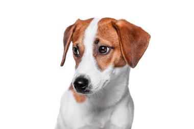 Mutlu köpek izole kriko Rusya korkunç