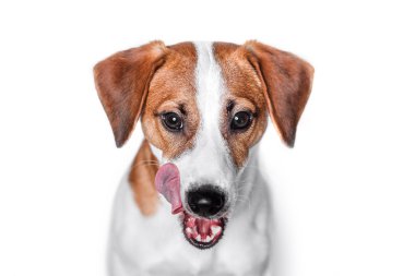 Mutlu köpek izole kriko Rusya korkunç