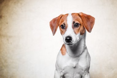 Mutlu köpek kriko Rusya korkunç altın arka plan üzerinde poz