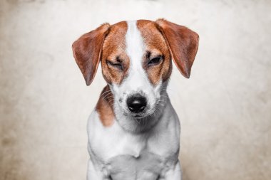 Mutlu köpek kriko Rusya korkunç altın arka plan üzerinde poz