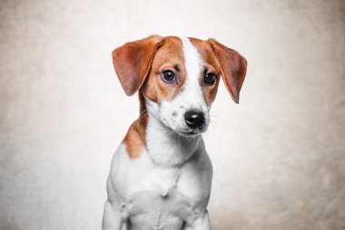 Mutlu köpek kriko Rusya korkunç altın arka plan üzerinde poz