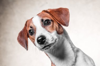 Mutlu köpek kriko Rusya korkunç altın arka plan üzerinde poz