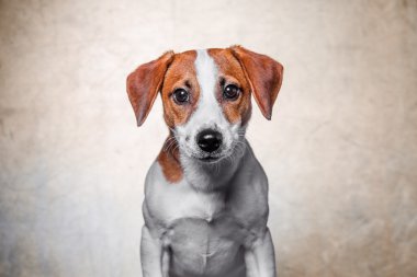 Mutlu köpek kriko Rusya korkunç altın arka plan üzerinde poz