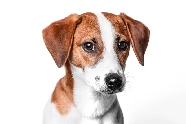 Mutlu köpek izole kriko Rusya korkunç