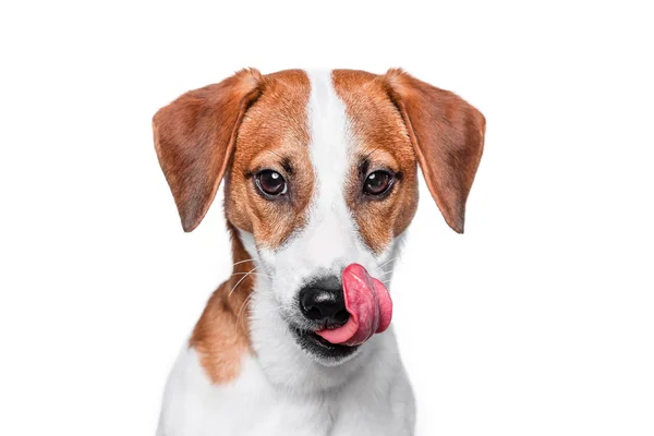 Happy dog Jack Russell terrier isolated — Stock Photo, Image