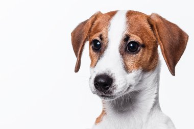 Mutlu jack russell terrier köpek yavrusu
