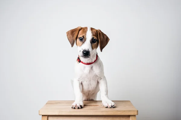 Glücklicher Jack Russell Terrier Welpe — Stockfoto