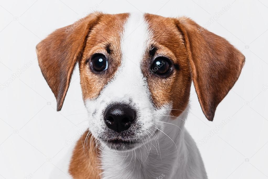 Happy jack russell terrier puppy