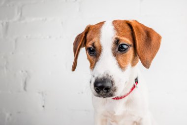 Jack Russell Teriyeri