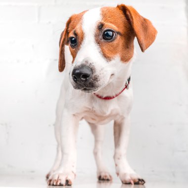 Jack Russell Teriyeri