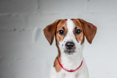 Jack Russell Teriyeri
