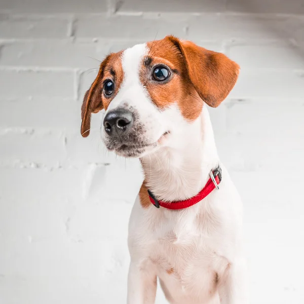 Jack Russell Terrier — Stockfoto