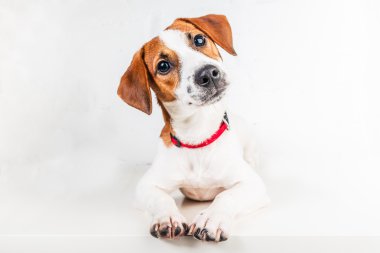 Jack Russell Teriyeri