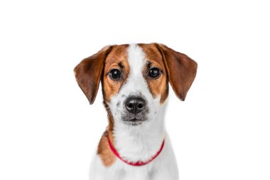Jack Russell Teriyeri