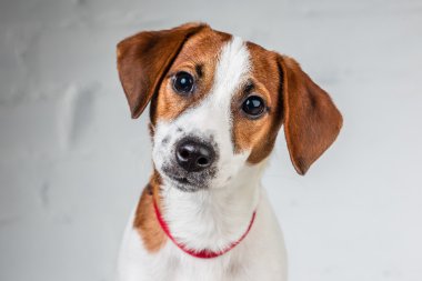 Jack Russell Teriyeri