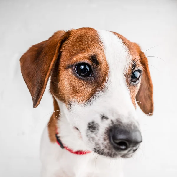 Jack Russell Terrier — Stockfoto