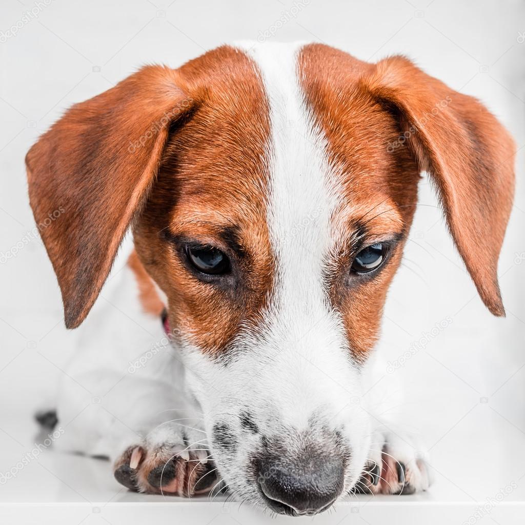 Jack russell terrier Stock Photo by ©igorundel 97172928